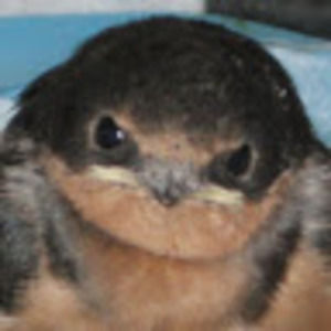 Meet your Posher, Caroline